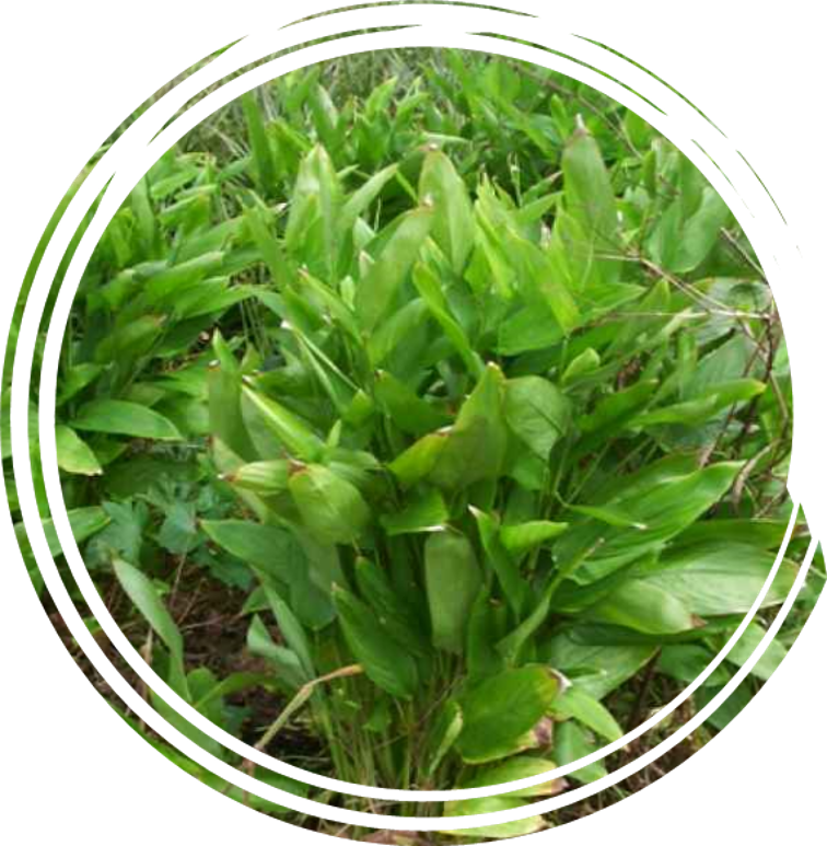 Connaître les plantes et tisanes de La Réunion